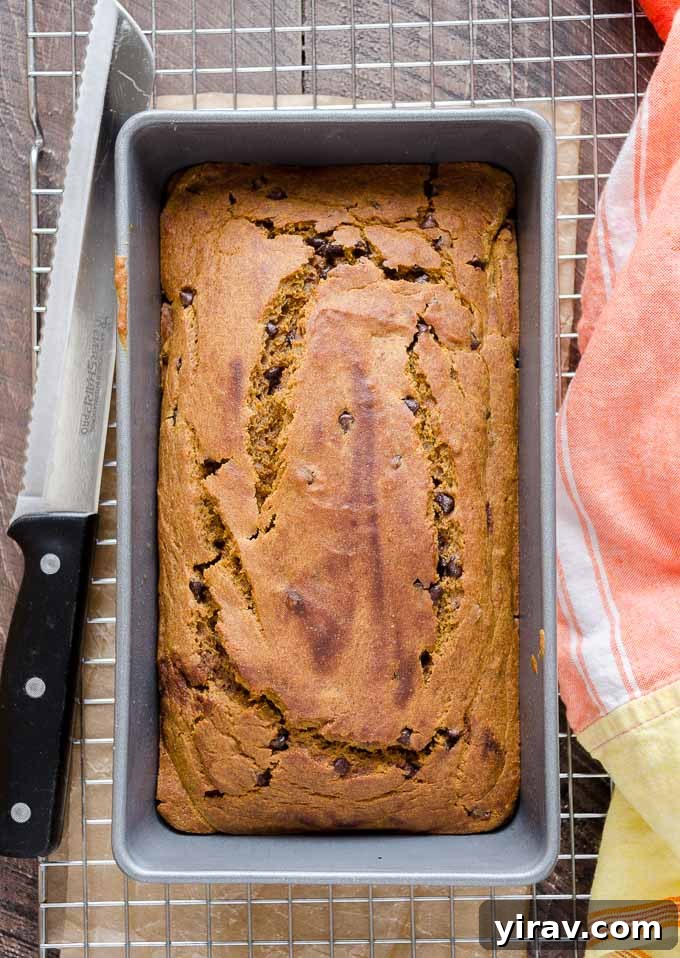 Spiced Pumpkin Chocolate Chip Bread 6 A freshly baked Whole Wheat Pumpkin Bread in a loaf pan, cooling slightly before slicing.