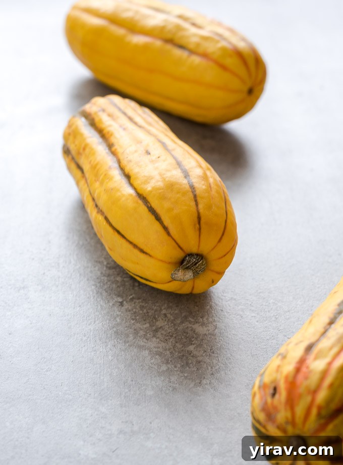 A close-up shot of several fresh delicata squashes, highlighting their characteristic striped skin and elegant shape, ideal for seasonal cooking.
