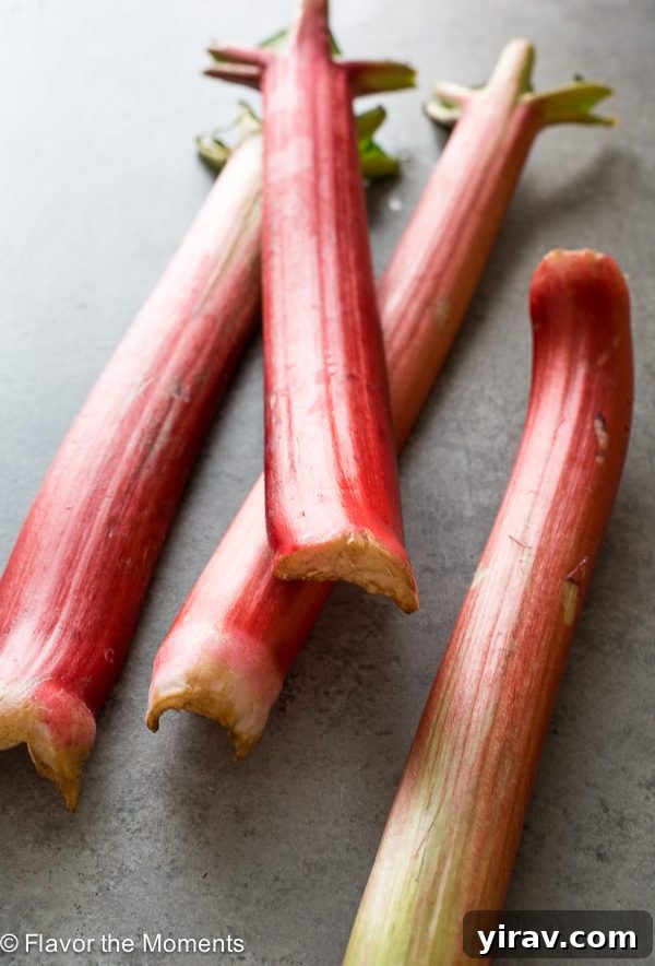 23 Rhubarb Recipes Essential Produce Guide 3 Freshly harvested bright red and pink rhubarb stalks, vibrant and ready for preparation and cooking.
