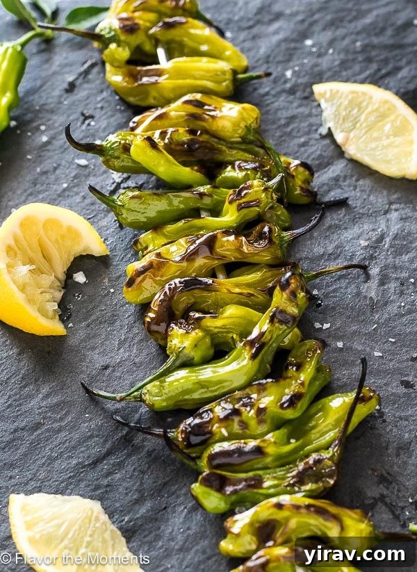 close up of grilled shishito peppers with grill marks