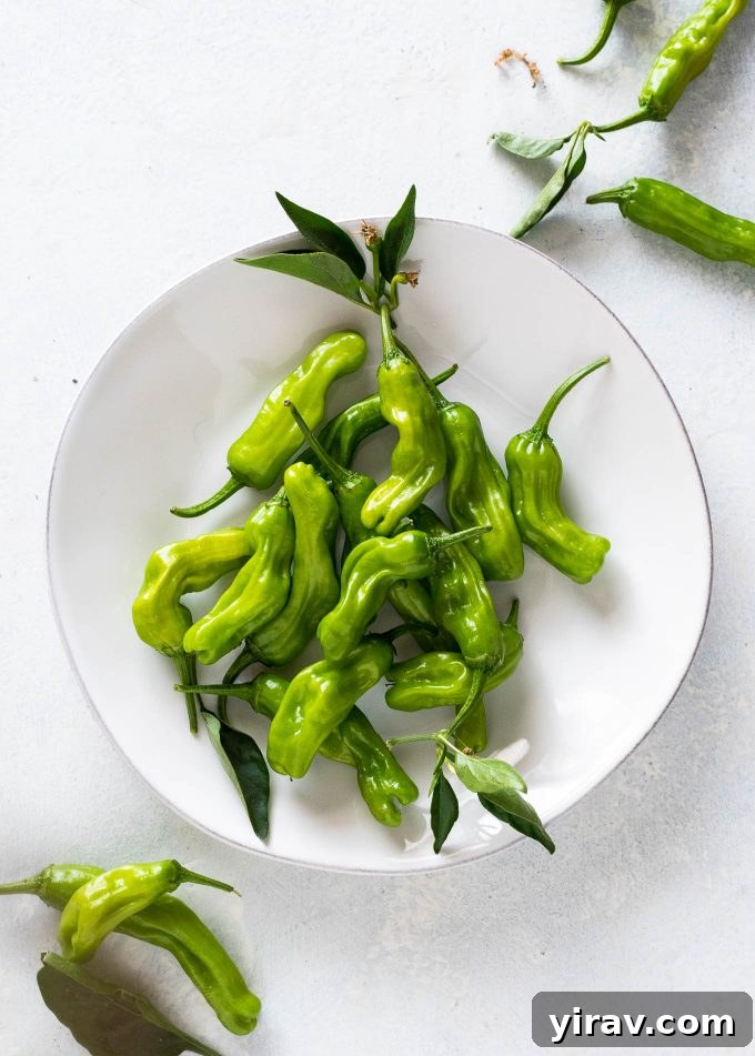Shishito peppers on a white plate