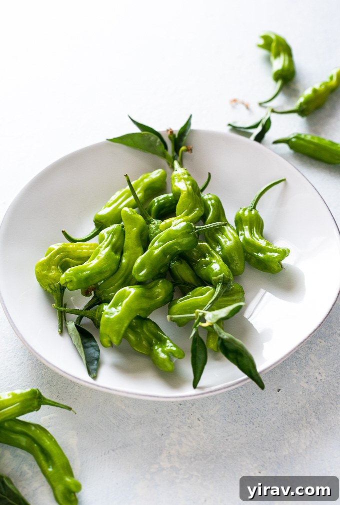 Shishito peppers piled on a plate