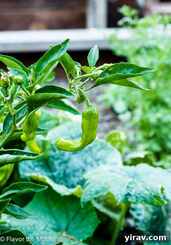 Shishito peppers hanging from the plant