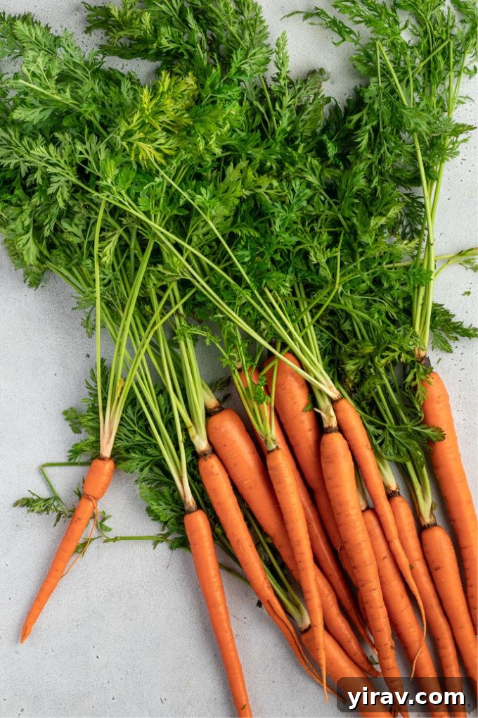 Vibrant Carrot Greens Pesto 3 Freshly harvested organic carrots with their lush green tops still attached.