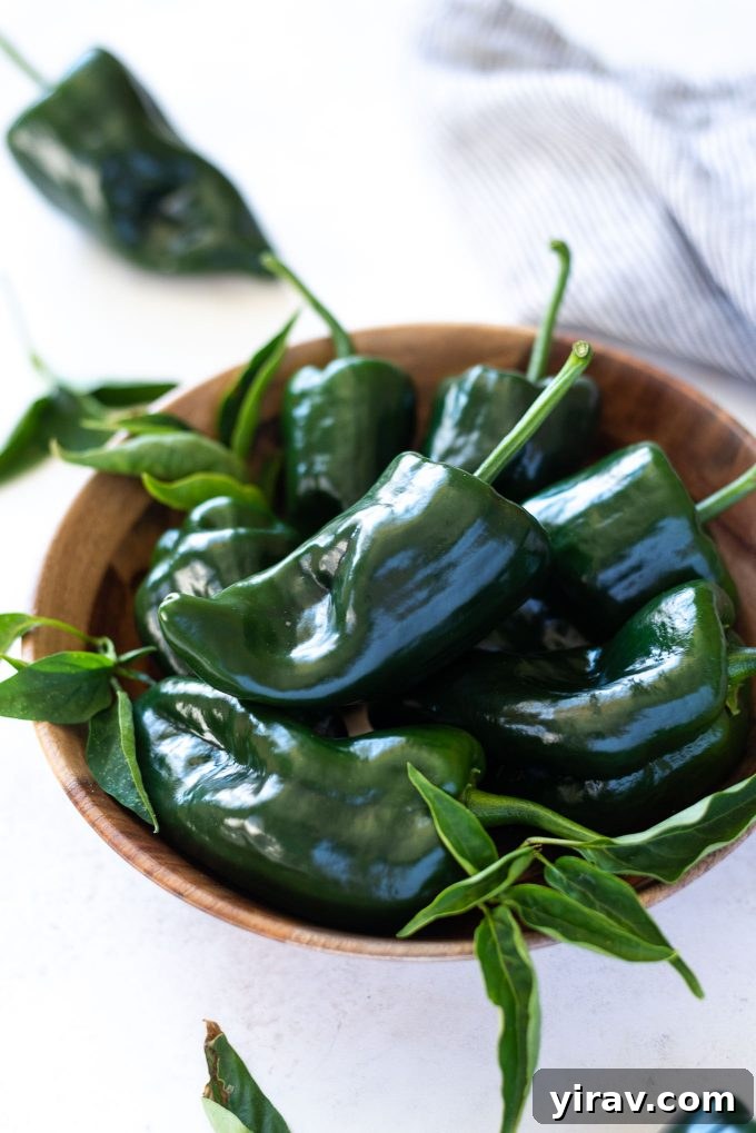 Freshly harvested poblano peppers arranged in a rustic bowl with green leaves attached