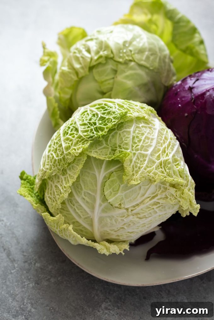 Fresh Napa cabbage on a plate, surrounded by vibrant purple and green cabbage heads, showcasing variety.