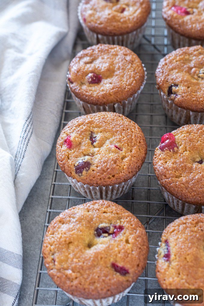 Zesty Cranberry Orange Muffins 3 Healthy Cranberry Orange Muffins cooling on a wire rack after baking, showing golden tops