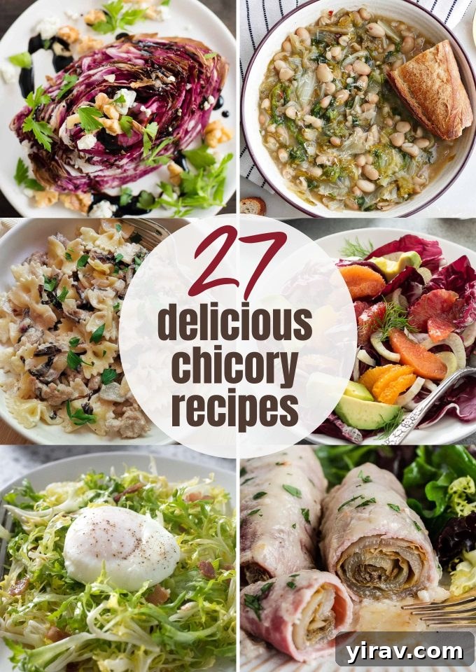 Collection of chicory varieties, highlighting various dishes made with radicchio, escarole, frisée, and Belgian endive