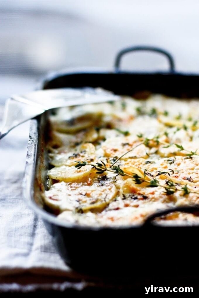 Golden brown parsnip gratin topped with melted Gruyere cheese and fresh thyme