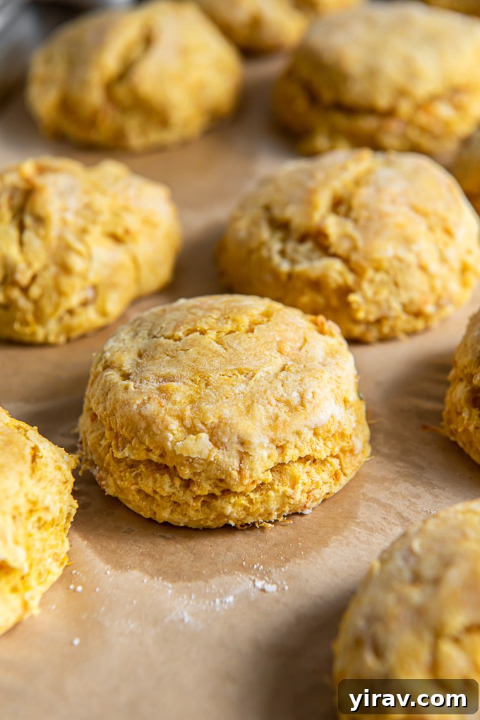 Freshly baked sweet potato biscuits cooling on a parchment-lined baking sheet.