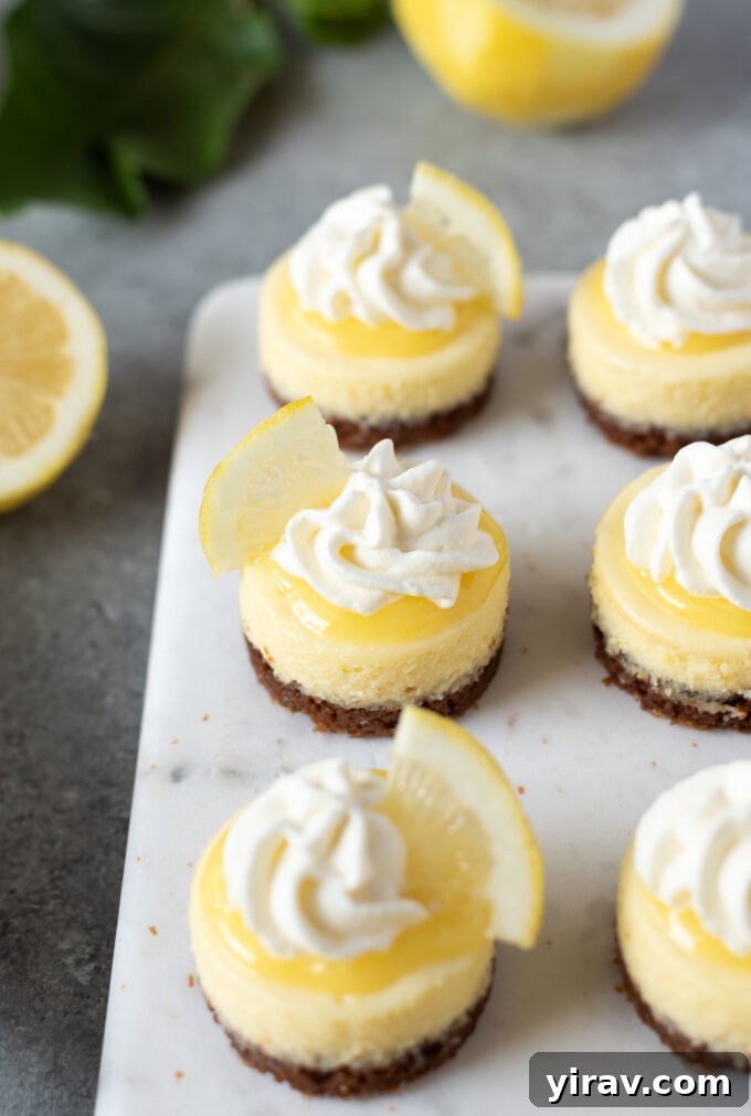A top-down view of mini lemon cheesecakes with gingersnap cookie crusts, elegantly topped with fluffy whipped cream, highlighting their delicious texture.