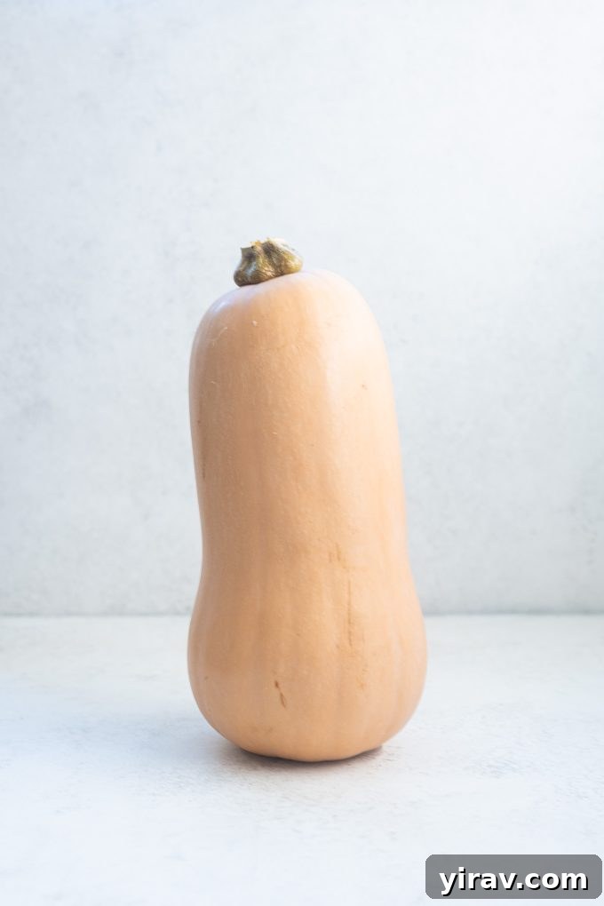 A close-up view of a perfectly ripe butternut squash, a versatile and popular winter vegetable.