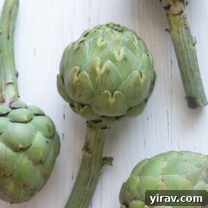 A freshly prepped artichoke, ready to be cooked, showcasing its clean heart and trimmed leaves.